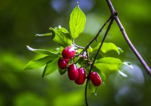 آغاز برداشت زغال‌اخته‌ در ابهر