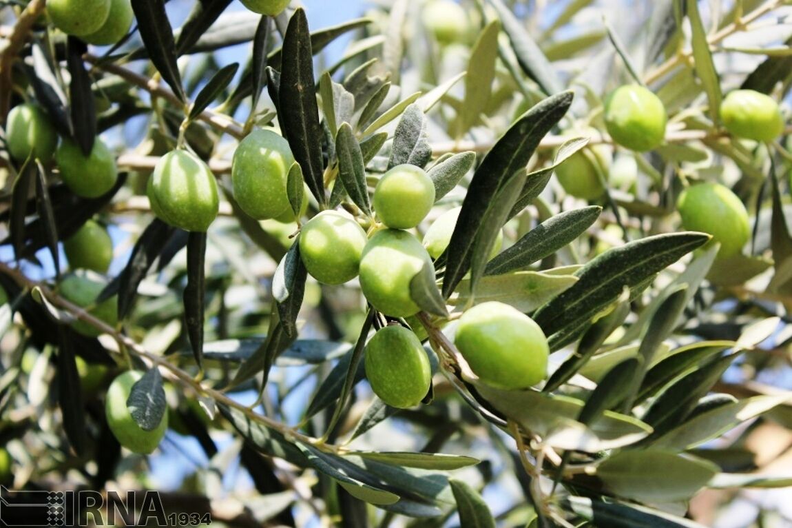 فراخوان سازمان حفظ نباتات برای معرفی آفت‌کش‌های کم‌خطر در کنترل آفات زیتون