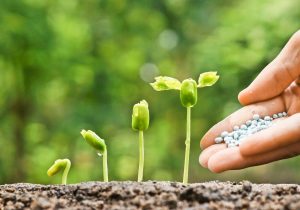 کودهای نانویی چگونه ضامن امنیت غذایی جهان هستند