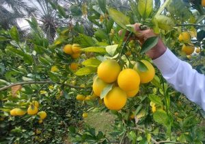 سبزچینی ممنوع! بازارهای جهان شیفته مرکبات زرد