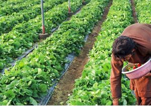 رونق کشاورزی گلخانه ای در سیستان؛ بیش از ۳۱۰۰ نفر شاغل در زابل و زهک