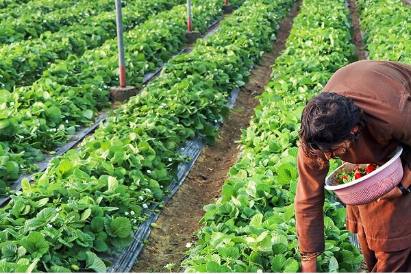 رونق کشاورزی گلخانه ای در سیستان؛ بیش از ۳۱۰۰ نفر شاغل در زابل و زهک