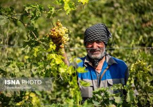 اغلب باغات انگور استان مرکزی پیر شده‌اند/ معرفی رقم سازگار با عملکرد ۳.۵ برابری در تولید محصول
