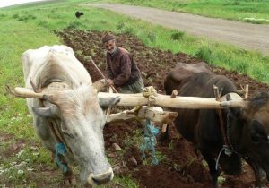 بَردو؛ میراثی که در سایه تکنولوژی به فراموشی سپرده شد