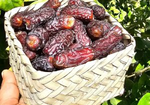 «پیارم»؛ طلای قهوه‌ای هرمزگان در صدر خرمای ایران