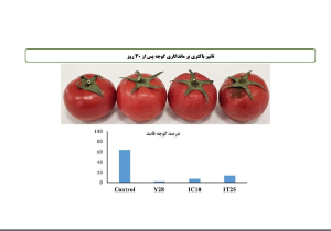 معرفی نخستین کود زیستی ایرانی برای افزایش عملکرد، کیفیت و ماندگاری گوجه‌فرنگی