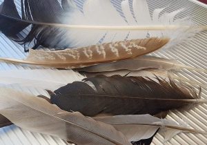 تهیه کنجاله پروتئینی از پَر