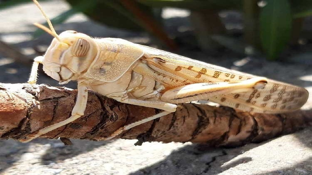 خطر حمله ملخ به شهرهای جنوبی