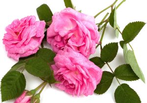 بازار جهانی «طلای مایع» میراث کهن ایران در اختیار ترکیه است