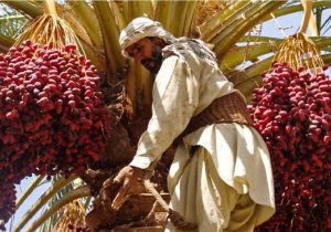 آیین هامین؛ سنتی ماندگار از همدلی نخلداران سیستان و بلوچستان