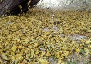 احتمال ورود ملخ صحرایی از هند به استان‌های جنوبی کشور