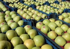 ذخایر کافی سیب در سردخانه ها