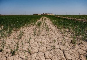 مهم‌ترین چالش‌های بخش کشاورزی در شرایط خشکسالی