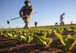 آغاز کشت ۴۸ هزار هکتاری محصولات اساسی در سیستان و بلوچستان