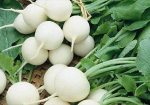 برداشت ترب سفید تالش