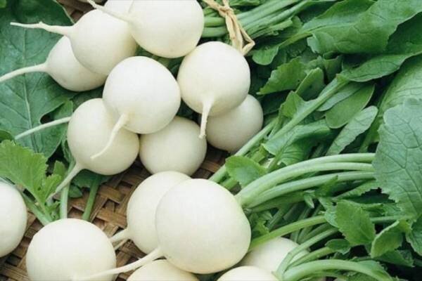 برداشت ترب سفید تالش