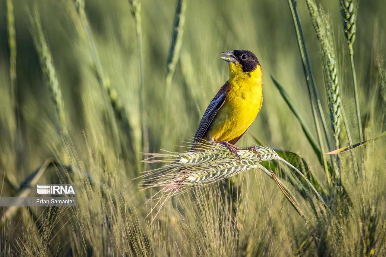افزایش خسارت پرندگان و ابلاغ دستور اقدام فوری در مزارع کشور