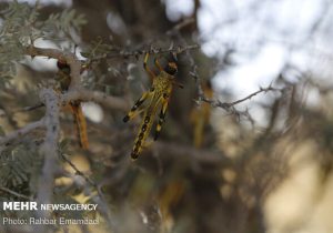 آمادگی دائمی برای مقابله با ملخ صحرایی ضروری است