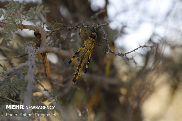 آمادگی دائمی برای مقابله با ملخ صحرایی ضروری است