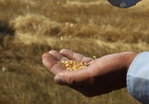 افزایش تولید گندم با مصرف مناسب کود