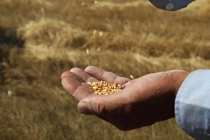 افزایش تولید گندم با مصرف مناسب کود