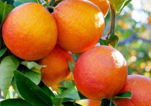 ضرورت آمادگی دائمی برای مقابله با آفت خطرناک ملخ با همکاری تمامی دستگاه‌ها و نهادها