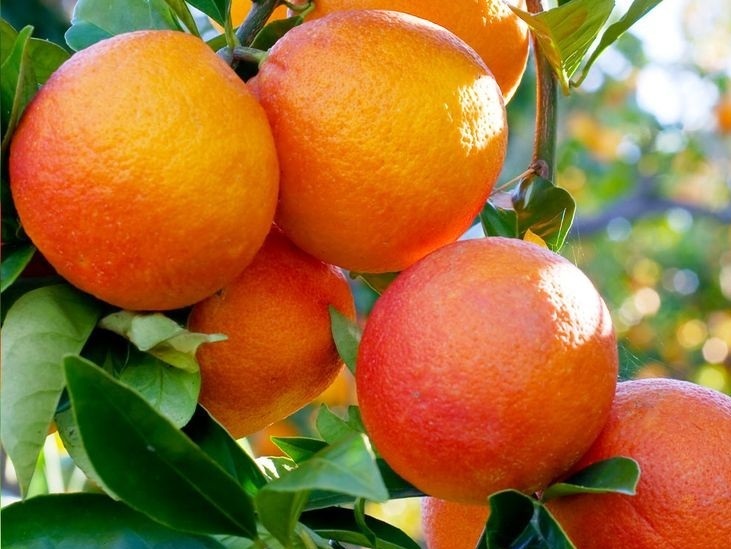 ضرورت آمادگی دائمی برای مقابله با آفت خطرناک ملخ با همکاری تمامی دستگاه‌ها و نهادها