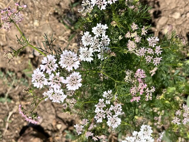 گشنیز؛ گزینه‌ای اقتصادی برای دیم‌زارهای آذربایجان شرقی