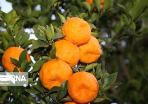 برداشت مرغوب‌ترین نارنگی کشور از باغ‌های هرمزگان آغاز شد