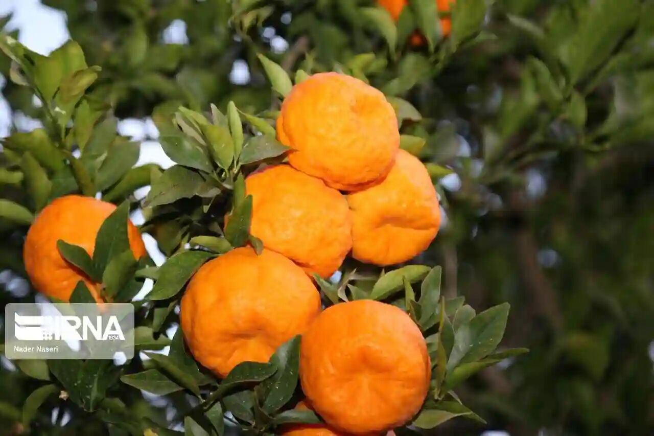 برداشت مرغوب‌ترین نارنگی کشور از باغ‌های هرمزگان آغاز شد