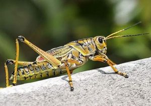 احتمال ورود حمله ملخ صحرایی در اواخر زمستان به کشور